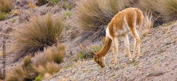 Obraz wild boar in the grass
