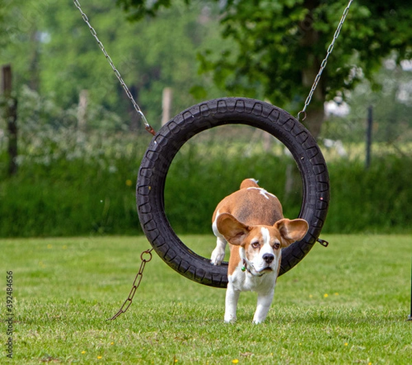 Obraz Beagle Suse hat den Sprung durch den Ring geschafft