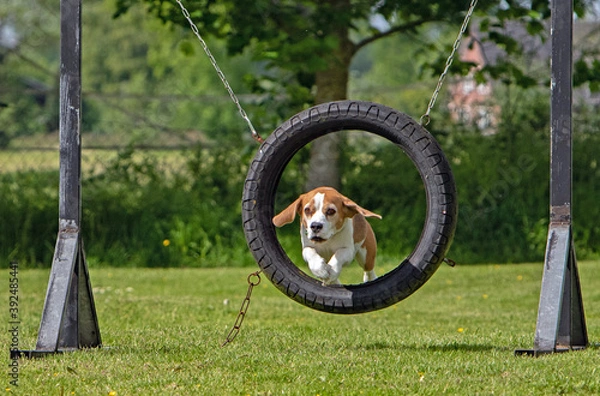 Obraz Beagle Suse im Sprung durch den Reifen