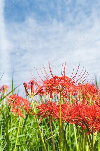 Fototapeta 日本の綺麗な彼岸花