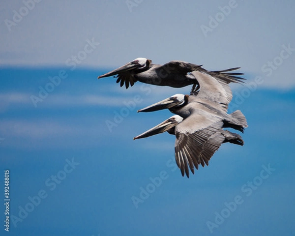 Fototapeta Three Pelicans in flight over Channel Islands national park with ocean in background
