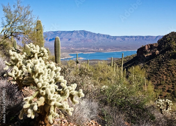 Fototapeta Cacti and Lake Roosevelt