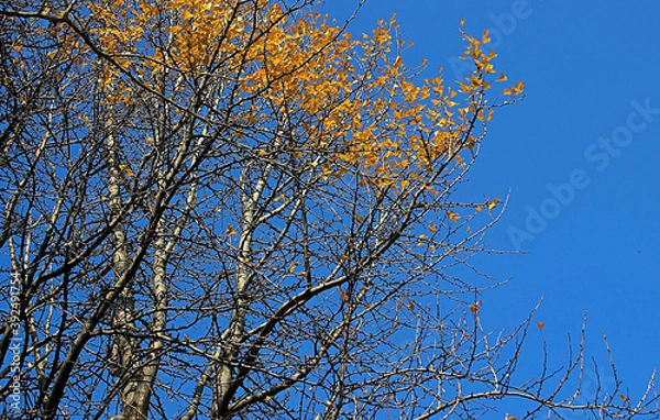 Obraz 가을 나무잎