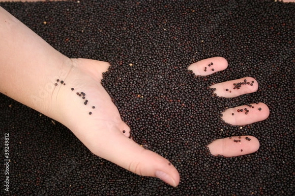 Obraz Hand in Rapssamen