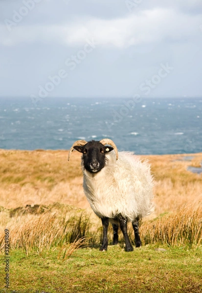 Obraz sheep grazing on picturesque landscape, in Ireland