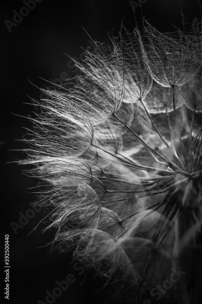 Fototapeta dandelion seeds on black