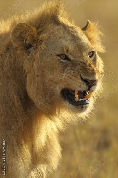 Obraz wütender Löwe