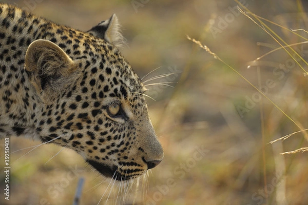 Obraz Leopard auf der Jagd
