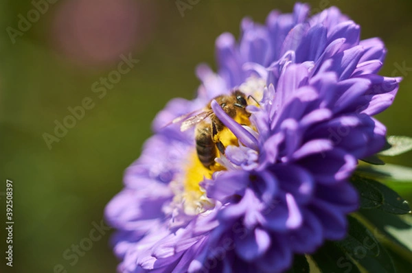 Obraz bee on an aster
