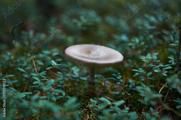 Obraz forest mushrooms