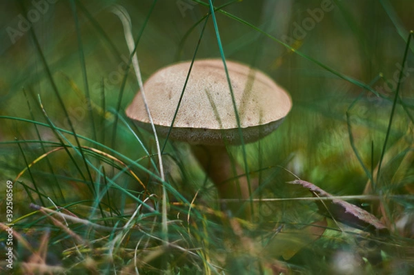 Obraz forest mushrooms