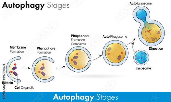Obraz Stages of Autophagy with labelling vector in colorful concept  
