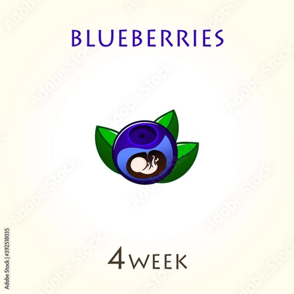 Fototapeta Stages of development of pregnancy, the size of the embryo for weeks. Human fetus inside the uterus. 4 week of 42 weeks of pregnancy. Vector illustrations blueberries