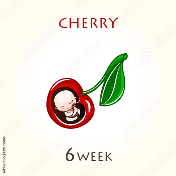 Fototapeta Stages of development of pregnancy, the size of the embryo for weeks. Human fetus inside the uterus. 6 week of 42 weeks of pregnancy. Vector illustrations cherry