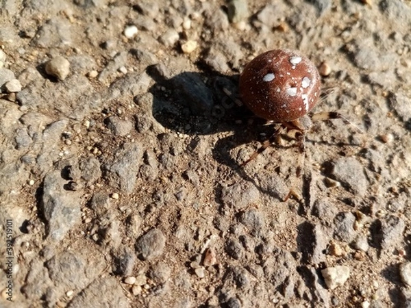 Fototapeta state potato beetle