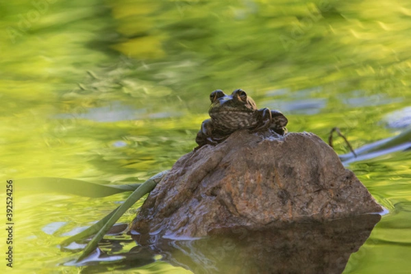 Obraz Toad on Rock in Swamp