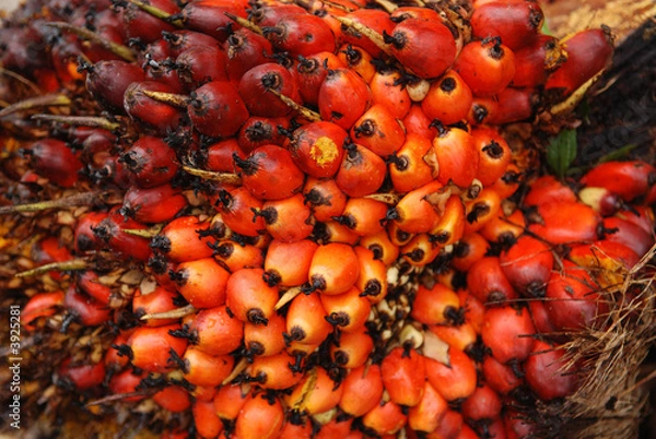 Fototapeta palm seeds in the farms
