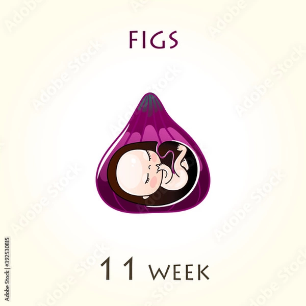 Fototapeta Stages of development of pregnancy, the size of the embryo for weeks. Human fetus inside the uterus. 11 week of 42 weeks of pregnancy. Vector illustrations figs
