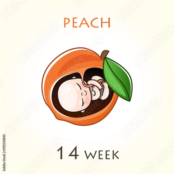 Fototapeta Stages of development of pregnancy, the size of the embryo for weeks. Human fetus inside the uterus. 14 week of 42 weeks of pregnancy. Vector illustrations peach