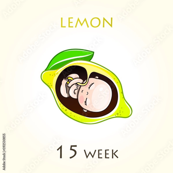 Fototapeta Stages of development of pregnancy, the size of the embryo for weeks. Human fetus inside the uterus. 15 week of 42 weeks of pregnancy. Vector illustrations lemon