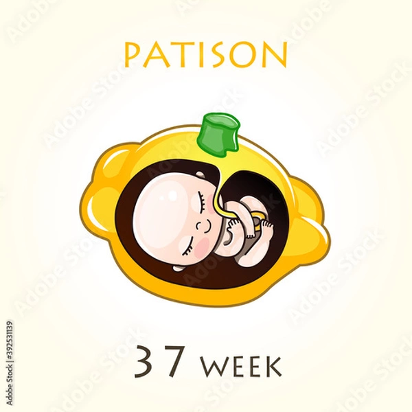 Fototapeta Stages of development of pregnancy, the size of the embryo for weeks. Human fetus inside the uterus. 37 week of 42 weeks of pregnancy. Vector illustrations patison