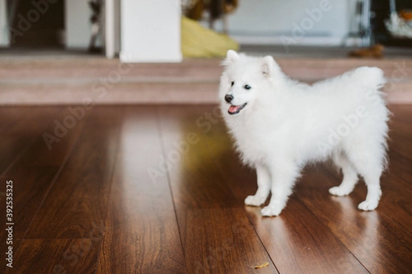 Fototapeta white japanese sptitz puppy dog portrait