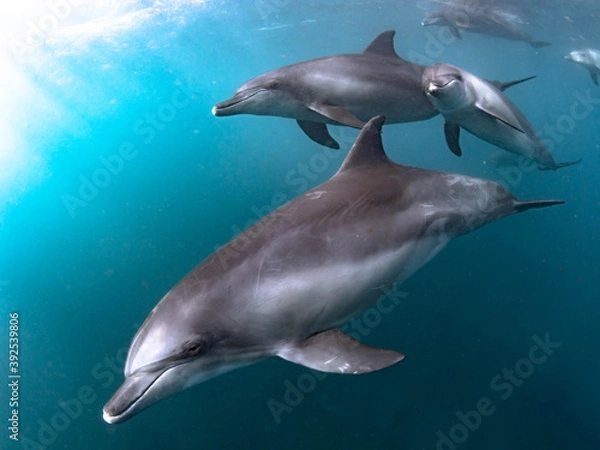 Fototapeta イルカと泳いだ日