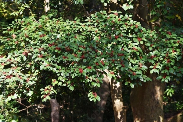 Fototapeta Ilex rotunda berries / Aquifoliaceae evergreen tree