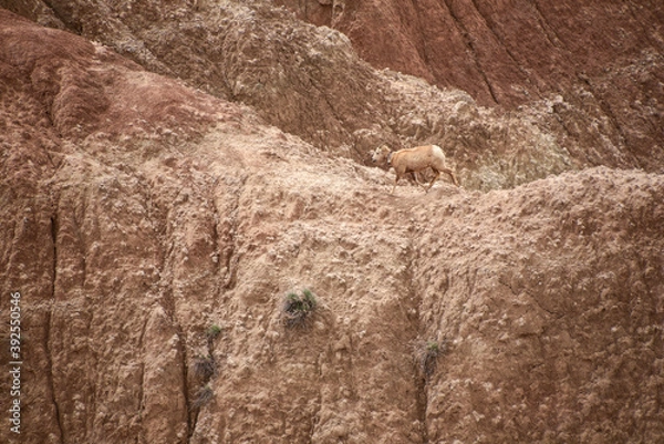 Obraz sheep on the mountain