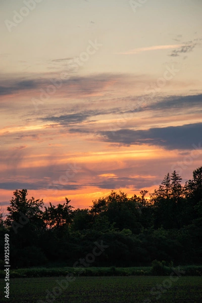 Obraz sunset over the field