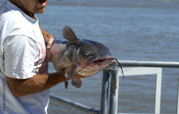 Obraz Prize catfish
