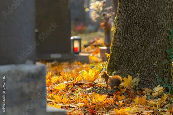 Fototapeta squirrel searching for food on cemetery 