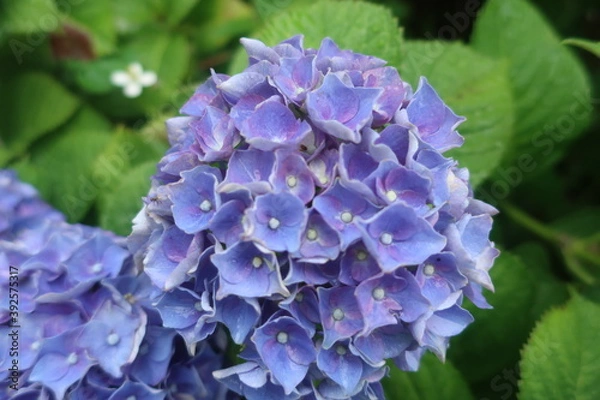 Obraz 梅雨に咲く美しい紫陽花