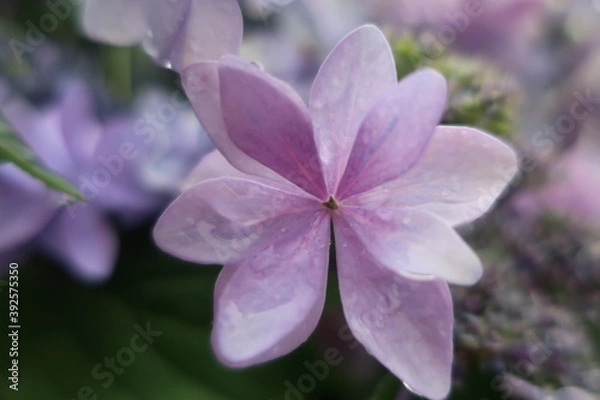 Obraz 梅雨に咲く美しい紫陽花