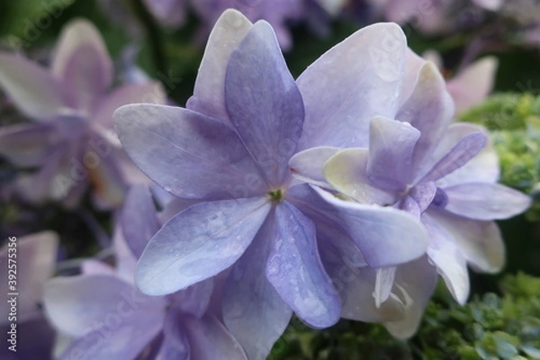 Obraz 梅雨に咲く美しい紫陽花