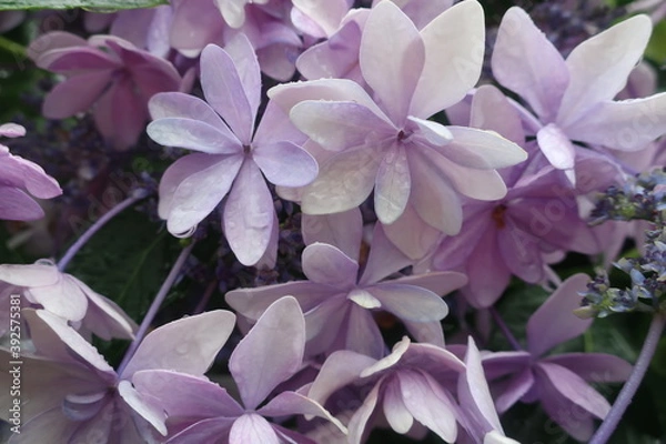 Obraz 梅雨に咲く美しい紫陽花