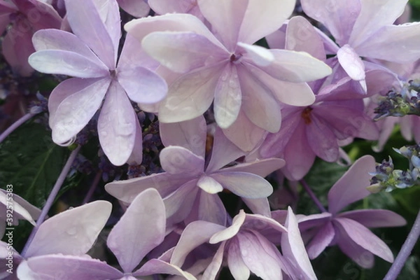 Obraz 梅雨に咲く美しい紫陽花