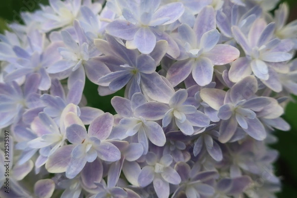 Obraz 梅雨に咲く美しい紫陽花