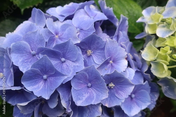 Obraz 梅雨に咲く美しい紫陽花