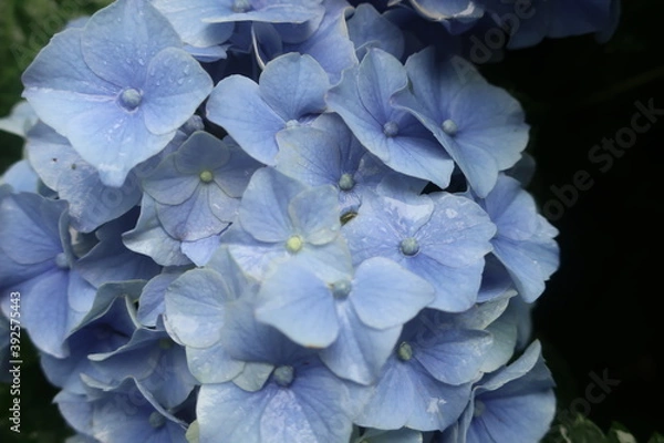 Obraz 梅雨に咲く美しい紫陽花