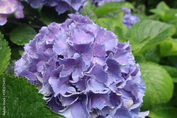 Obraz 梅雨に咲く美しい紫陽花