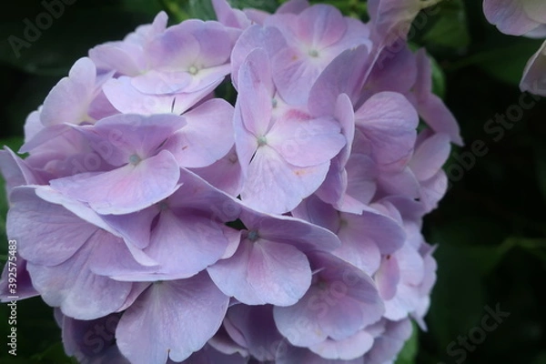 Obraz 梅雨に咲く美しい紫陽花