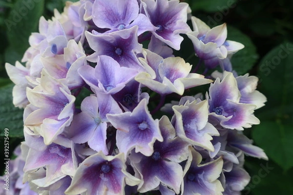 Obraz 梅雨に咲く美しい紫陽花