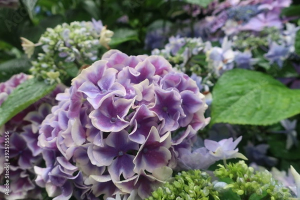 Obraz 雨に輝く美しい紫陽花