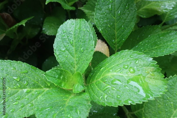 Obraz 雨に濡れた紫陽花の葉