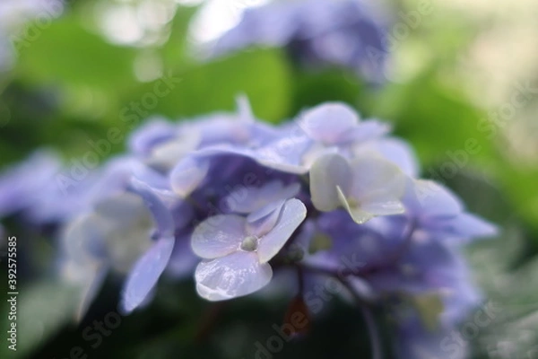 Obraz 梅雨に咲く美しい紫陽花