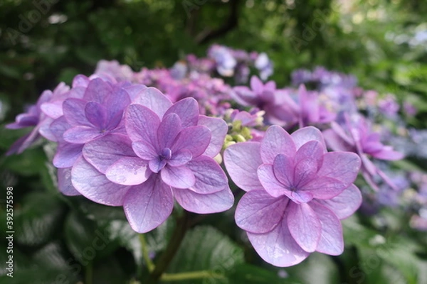 Obraz 梅雨に咲く美しい紫陽花