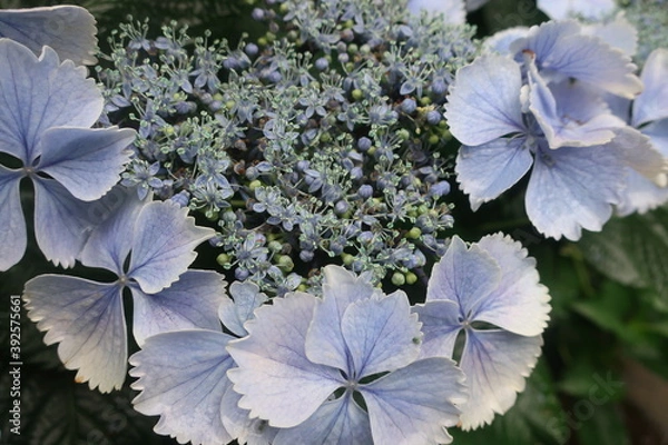 Obraz 梅雨に咲く美しい紫陽花