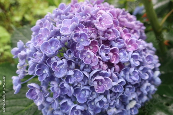 Obraz 梅雨に咲く美しい紫陽花