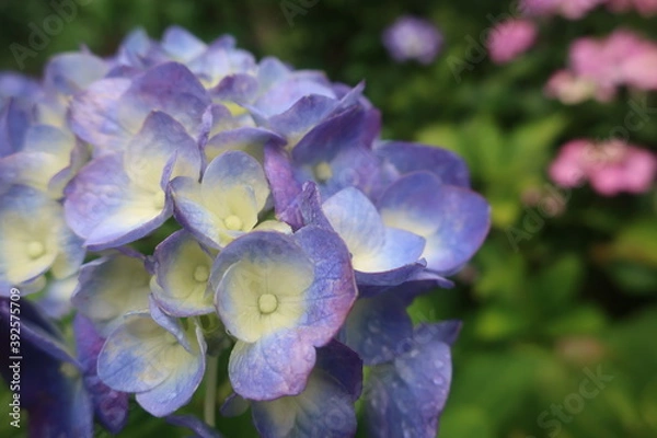 Obraz 梅雨に咲く美しい紫陽花